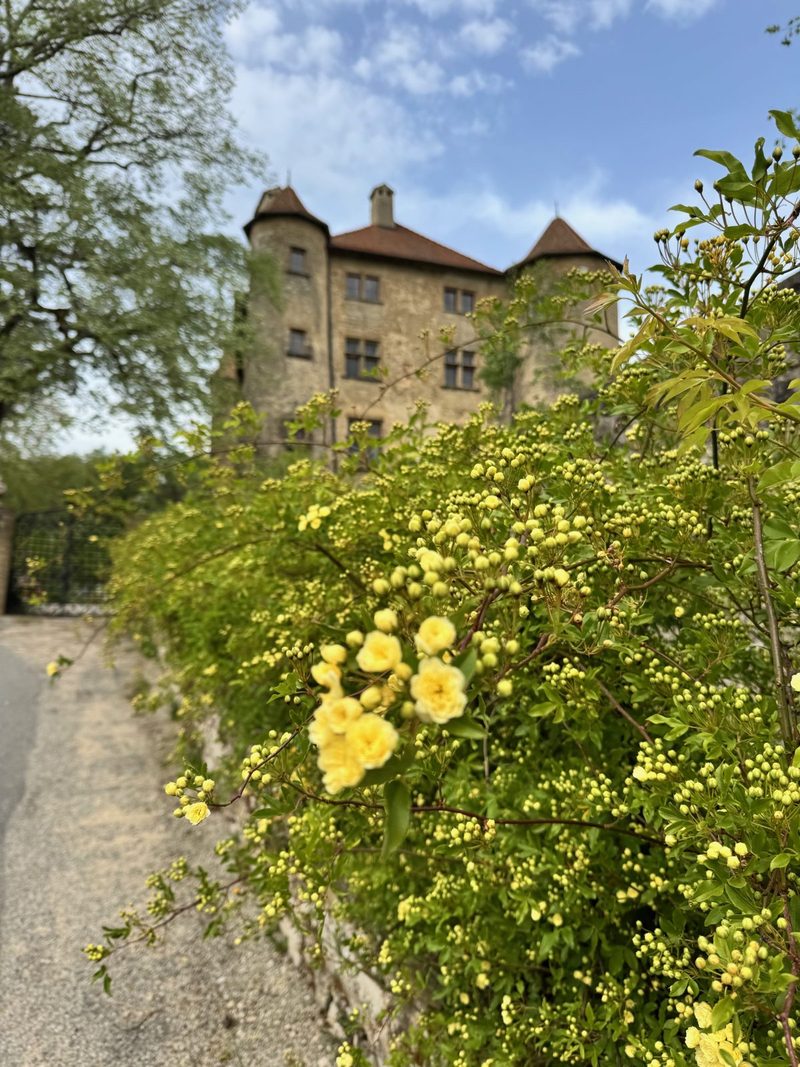 Le château de Charmes derrière un rosier jaune